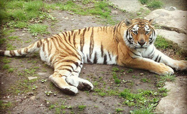 50 Admissions To The Buffalo Zoo WagJag